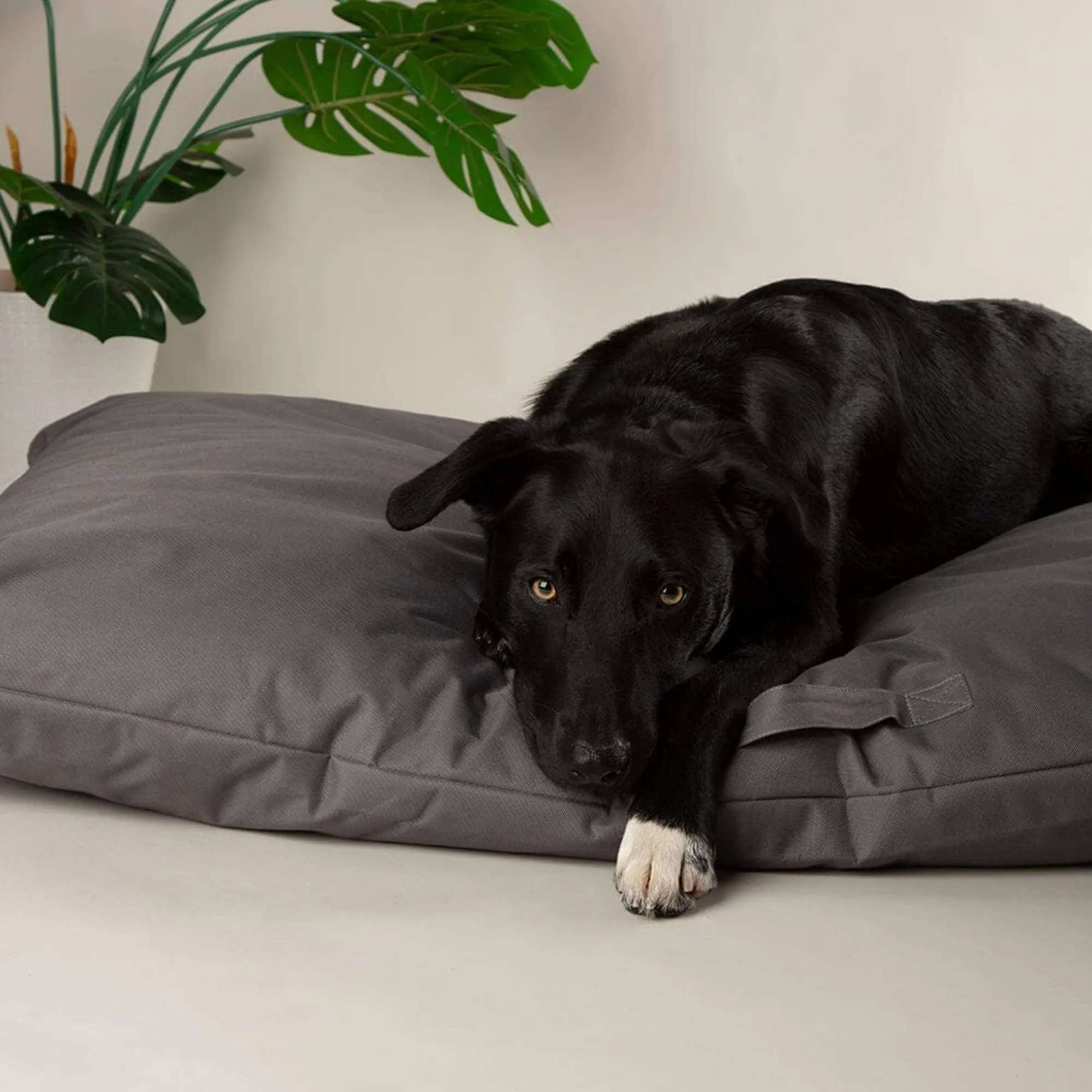 Scruffs Expedition Memory Foam Pillow Dog Bed